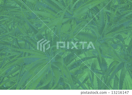 background with aloe vera plant background with aloe vera plant 13216147