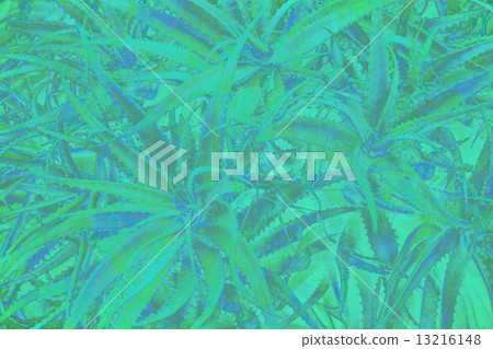 background with aloe vera plant 13216148