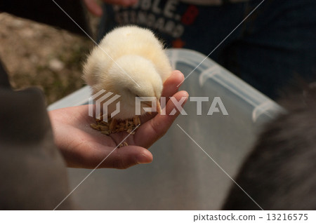 小雞 小雞 13216575