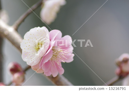 紅色和白色李子 紅色和白色李子 13216791