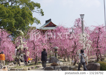Hofu Tenman-no-Mei Ume Festival 13216792