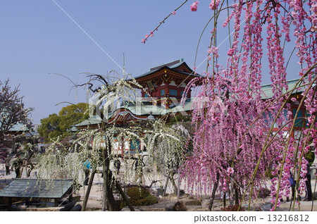Hofu Tenman-no-Mei Ume Festival 13216812