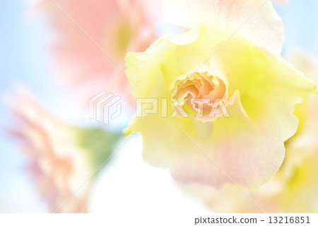 土耳其五和非洲菊 13216851