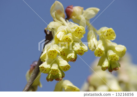 Tosa Mizuki Tosa Mizuki 13216856