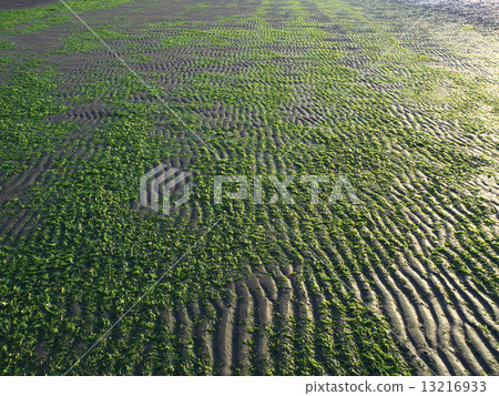 Flats of Sanban covered with Aosha 13216933