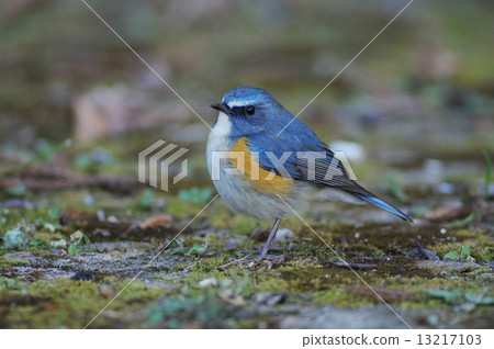 Ruribitaki Ruribitaki 13217103