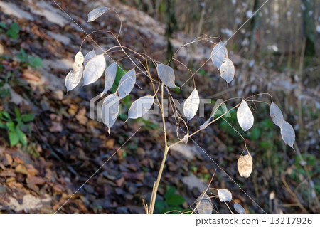 Lunaria, silver dollar plant Lunaria, silver dollar plant 13217926