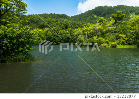 Kamoi池塘 13218077