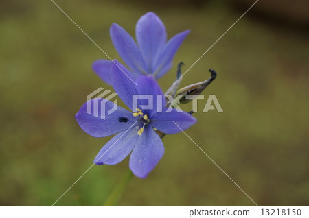 Mizuoi Mizuo Monochoria korsakowii 13218150