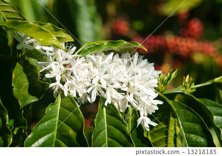 Coffee tree,  coffee flower 13218185