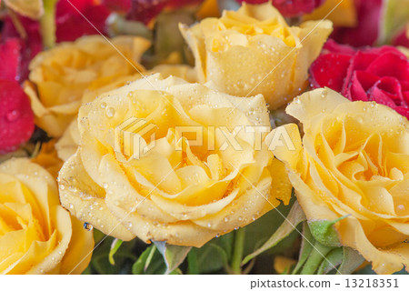 Yellow and red rosescloseup Yellow and red rosescloseup 13218351