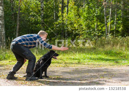 Labrador retriever 13218538