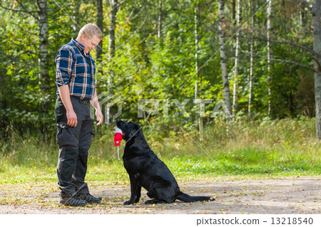 Labrador retriever 13218540