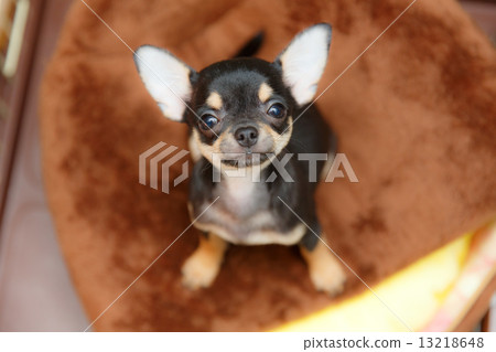 Smooth Chihuahua 3 Months Old - Stock Photo [13218648] - Pixta