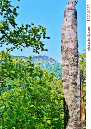 Kurikomayama with dead tree, fresh green and snowfall 13218935