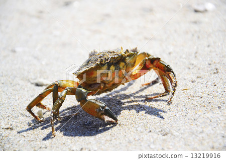 Crab on white 13219916