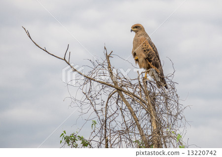 Eagle perched on top of tree 13220742