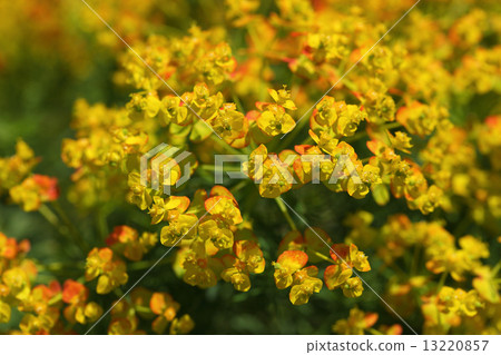 Flower of Matsuba diary 13220857