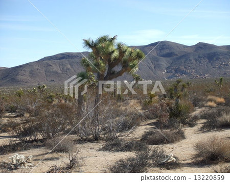 約書亞樹國家公園 13220859