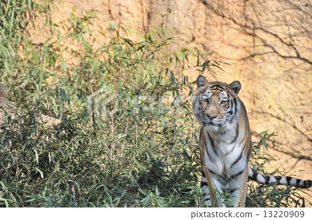 A tiger A tiger 13220909