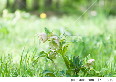 Flower Christmas Rose 13220950