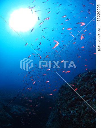 Ranbu of Akane hanagoi Ranbu of Akane hanagoi 13220993