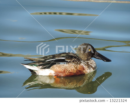 琵嘴鴨 琵嘴鴨 13221324