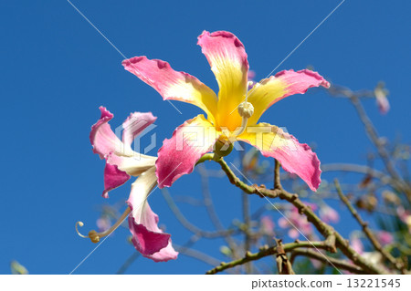 Silk Floss tree blooming flowers (Chorisia speciosa) 13221545
