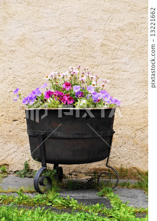 La Villa la villa Sternen stern flowers La Villa la villa Sternen stern flowers 13221662