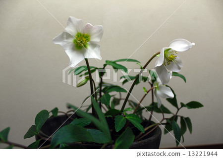 Christmas rose Christmas rose 13221944