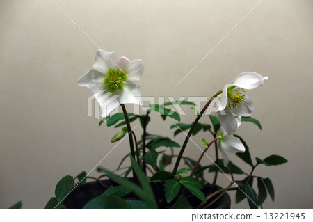 聖誕節玫瑰 13221945