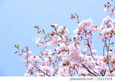櫻花（空背） 13221976