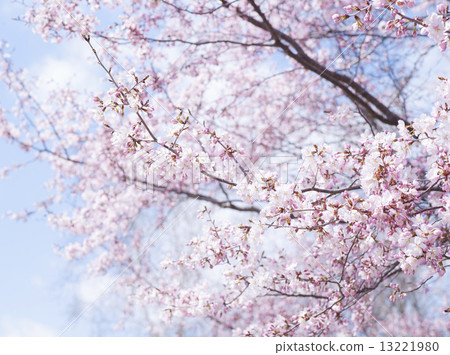 Cherry Blossoms (Empty Back) 13221980