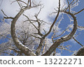 冬天 13222271