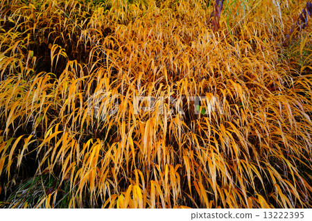 Baked grass 13222395