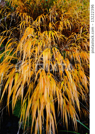 Baked grass 13222396