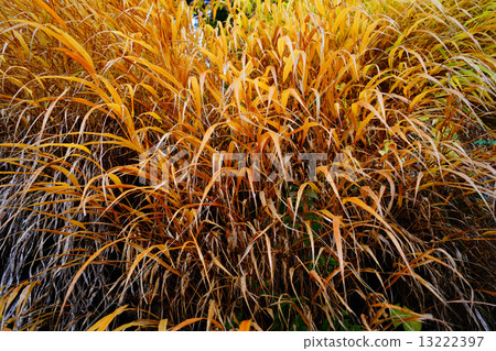 Baked grass 13222397