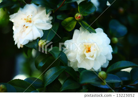 White sasanqua flower White sasanqua flower 13223052
