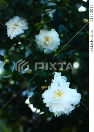 White sasanqua flower White sasanqua flower 13223053
