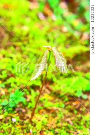 The seedling of Quercus serrata 13223325