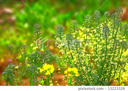 Broccoli yellow flowers Broccoli yellow flowers 13223326
