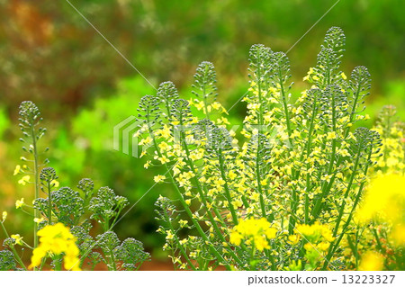 Broccoli yellow flowers Broccoli yellow flowers 13223327