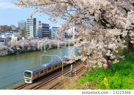 在東京護城河公園的櫻花 13223366