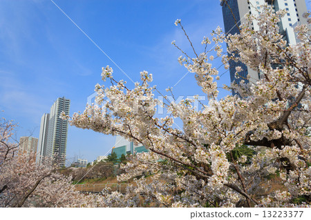 在東京護城河公園的櫻花 13223377