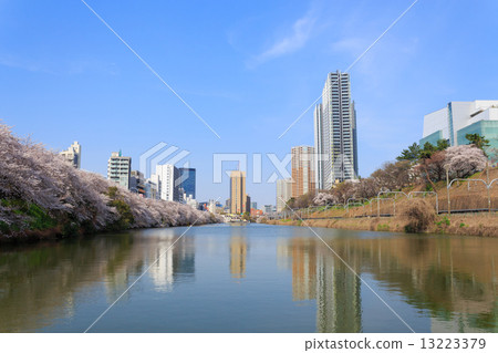 在東京護城河公園的櫻花 13223379