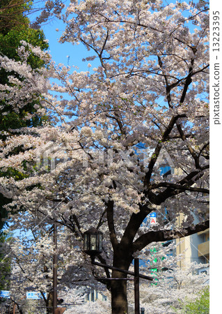 Cherry blossoms at Tokyo Yasukuni Street Cherry blossoms at Tokyo Yasukuni Street 13223395