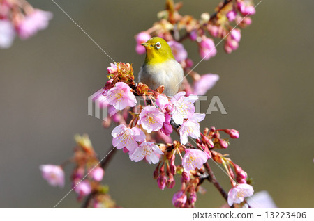 White-eye White-eye 13223406