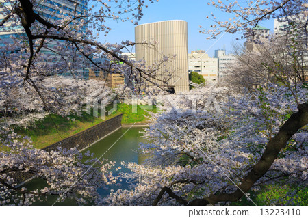 Cherry blossoms in Tokyo Kitanomaru park 13223410