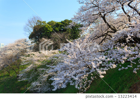 Cherry blossoms in Tokyo Kitanomaru park 13223414