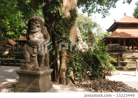 猴子森林（烏布/巴厘島/印度尼西亞） 13223449